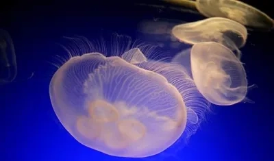 Se trata de la medusa Irukandji.