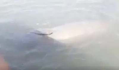 Manatí en el río Magdalena.