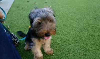 'Gokú' perrito perdido.