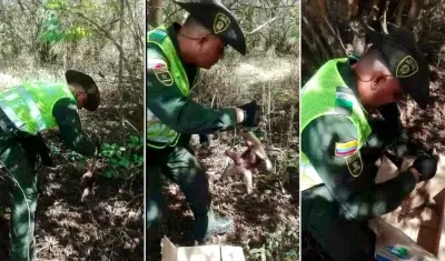 Fue liberado en la trocha los Cocos.