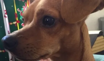 'Coby' perrito perdido.