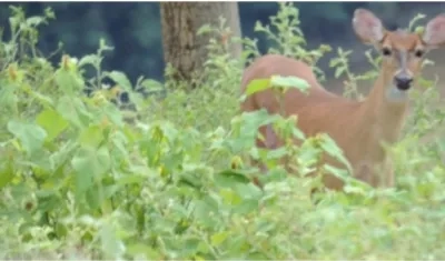 El proceso desde el rescate a la liberación de los venados duró siete meses.