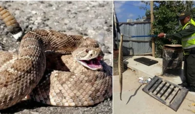 La cascabel fue manipulada por el Grupo de Policía Ambiental de la Policía Metropolitana de Barranquilla.