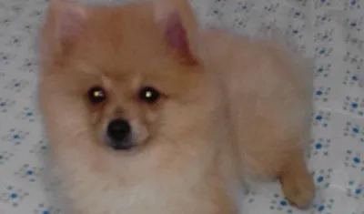 'Akila' se perdió ayer en el barrio Limoncito, en el norte de Barranquilla.