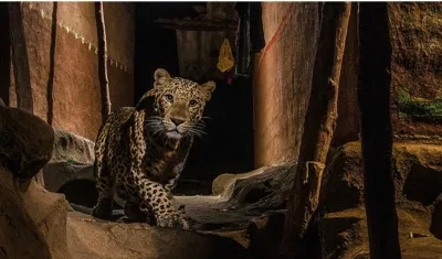 El movimiento de los animales es fundamental para el funcionamiento de los ecosistemas.