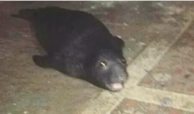 Un león marino apareció en las playas Piangüita, cerca del casco urbano de Buenaventura.