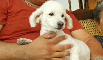 'Fito' perrito perdido.