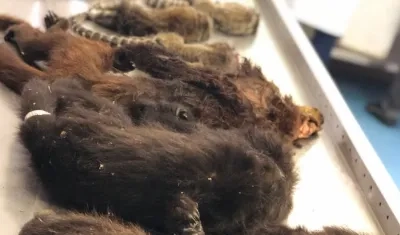 Los han asesinado con palizas y veneno.