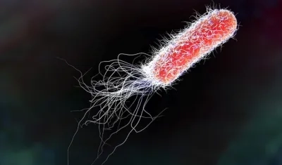  E. Coli es una de las infecciones que según este estudio muestran resistencia. 