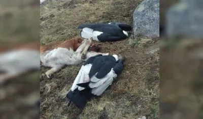 Condores muertos en la Sierra Nevada.