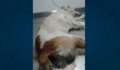 'Steve' necesita ayuda.