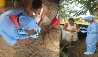 La enfermedad de Newcastle "no se considera una zoonosis y tampoco se transmite al ser humano. 