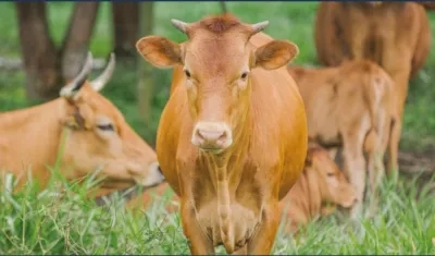 Un brote se presentó hace dos semanas en Sogamoso, Boyacá.