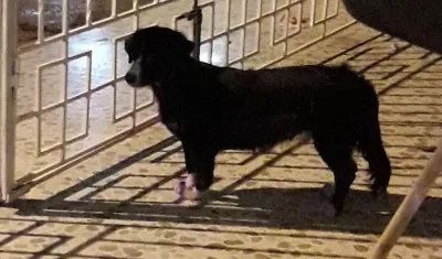 'Lucero' perrita perdida.