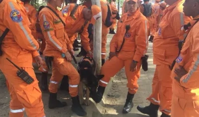 Uno de los perros que ayuda en la búsqueda. 