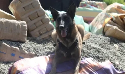 'Alana' y la droga incautada. 