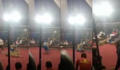 Momentos del ataque de la leona a la niña. 