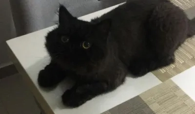 'Georgio' gato perdido.