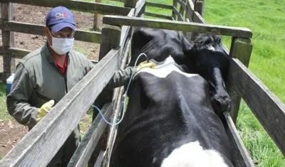 La vacunación es supervisada por el ICA como autoridad sanitaria del país.