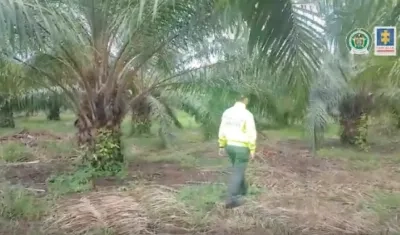 Hay fincas con "extensos cultivos" de palma que suman 789 hectáreas, en los bienes incautados a 'Don Mario'.