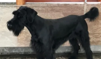 'César', un big schnauzer, se perdió el Lagos de Caujaral.