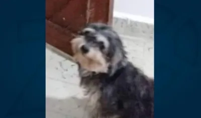 'Annie' perrita perdida.