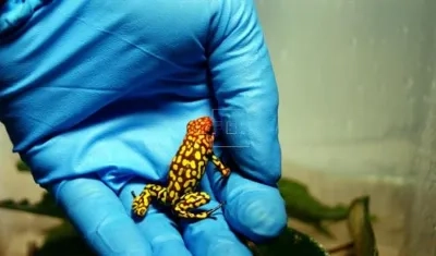 La investigación se centró en ensayos de tipos microbiológicos y químicos, a partir de los cuales docentes pudieron hallar los componentes moleculares del veneno de las especies.