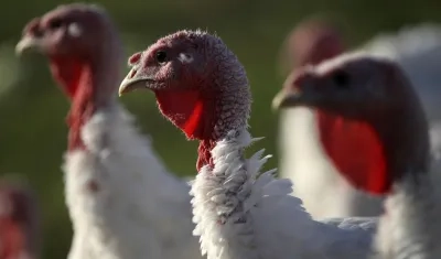 El brote podría proceder de pavos vivos o de productos crudos derivados de este animal.