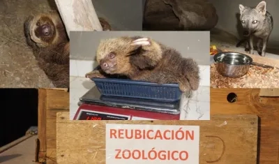 El Zoológico de Barranquilla recibió 6 animales rescatados.