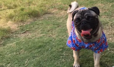 'Joy' perrito perdido.