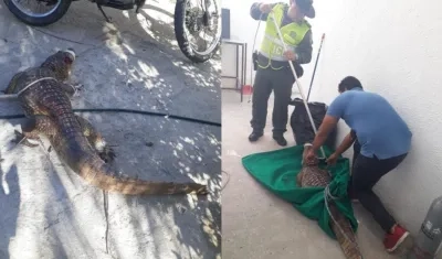 Unidades de Policía Ambiental salvaguardaron la vida del reptil y veterinarios atienden al animal tras ser atropellado.