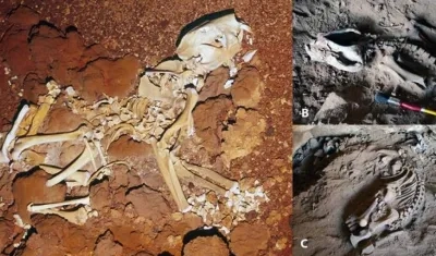 El leon marsupial vivió en la etapa del Pleistoceno, es decir, hace más de dos millones de años y 11.700 años.