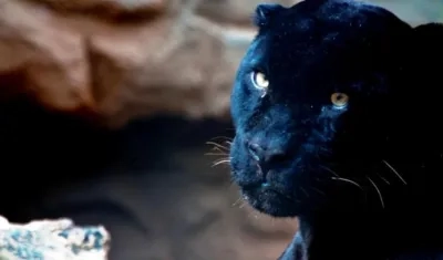 En estos días el parque cuenta con una programación inspirada en los felinos.