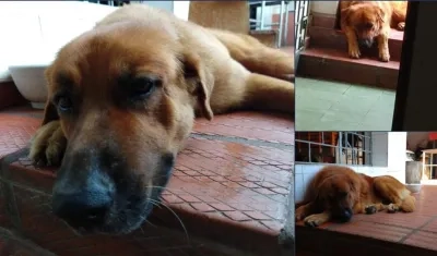 Checo se perdió el martes en horas de la tarde en el barrio El Prado. Los dueños de la mascota lo extrañan,