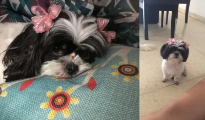 Así es 'Moustache'. 