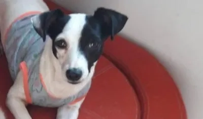 'Niña' perrita perdida.