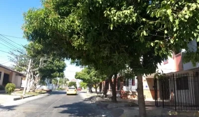 En este árbol fue hallada la mujer. 