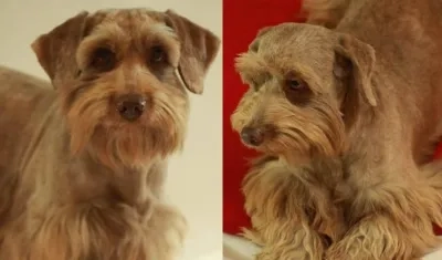 ‘Choco’ perrito perdido.