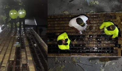 Marihuana decomisada.