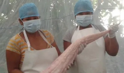 Muestra de la manipulación de la carne de lagarto.