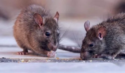 El estudio fue publicado en la edición de febrero de la revista científica Current Biology.