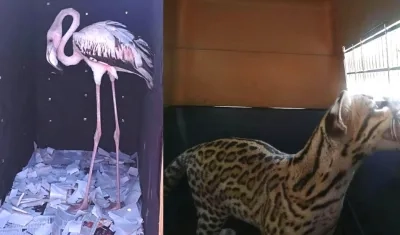 El Flamenco y el Tigrillo decomisados durante los operativos.