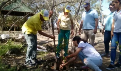 En total fueron sembrados 260 mangles tipo saragoza.