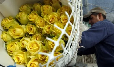 Un trabajador empacando un grupo de rosas en una empresa de producción de flores en la población de El Rosal, departamento de Cundinamarca (Colombia).