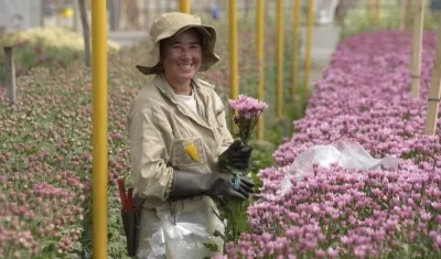 La rosa es la principal especie exportada desde Colombia al exterior.