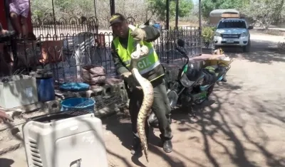 Grupo de Policía Ambiental y Ecológica hizo el rescate de la boa.