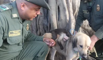 El mono capuchino cree que es la cría de la perra que lo amamantó.