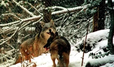 La población de lobos crece cada vez más.