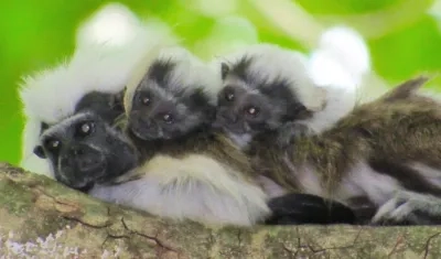 Familia de titíes cabeciblancos.