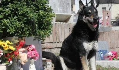 'Capitán' custodiando la tumba de su amo.